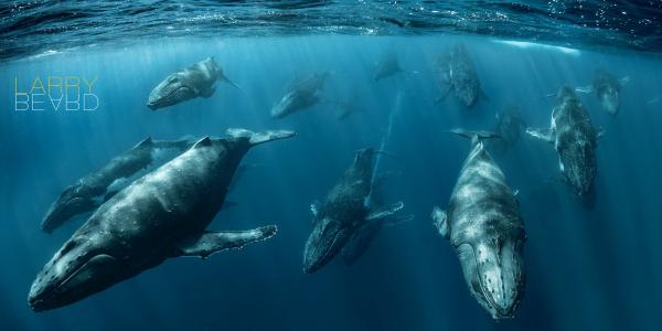 Whale Calling picture