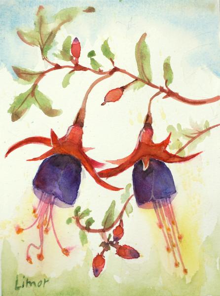 Fuchsia picture