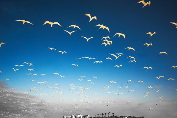 Seagulls & Blue Skies picture