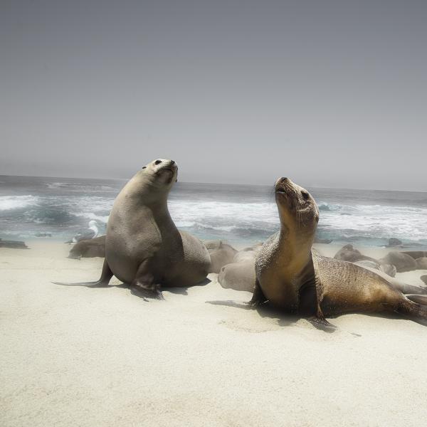 Curious Seals picture