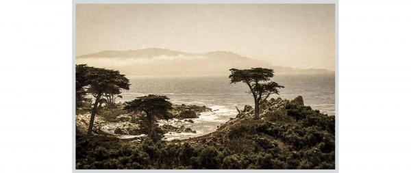 The Lone Cypress picture
