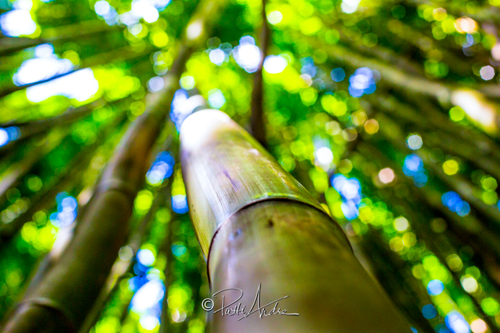 Bamboo Jungle © Patti Andre picture