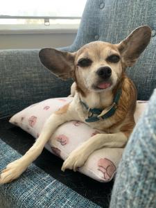 Most Beautiful Dog - Pippin Pappoo (11 yr old chihuahua mix) cover picture