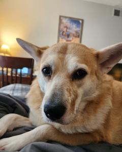 Most Beautiful Dog - Bayleigh ( 9yr old dingo) cover picture