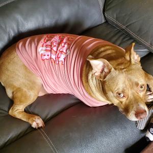 Most Beautiful Dog - Cheddar (5 yr old Pit Bull) cover picture