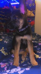 Most Beautiful Dog - Karma  ( 2 mth old German Shepherd) cover picture