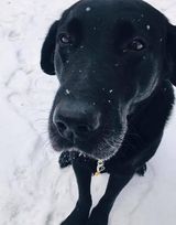 Most Beautiful Dog - In Memory Mondo ( 13yr old black Lab) cover picture