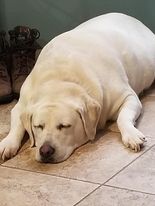 Most Beautiful Dog - Lucy ( 10yr old white Lab) cover picture