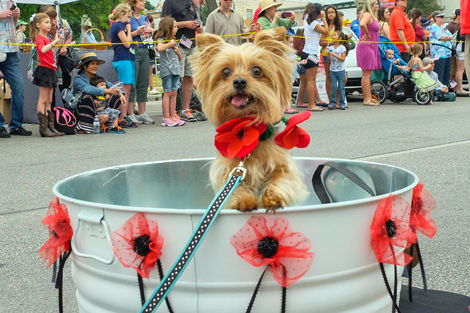 Red Poppy Festival POPP Pup Parade