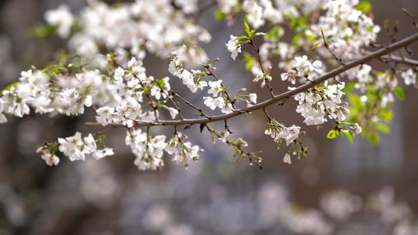 Macon Cherry Blossom Bloom Raffle