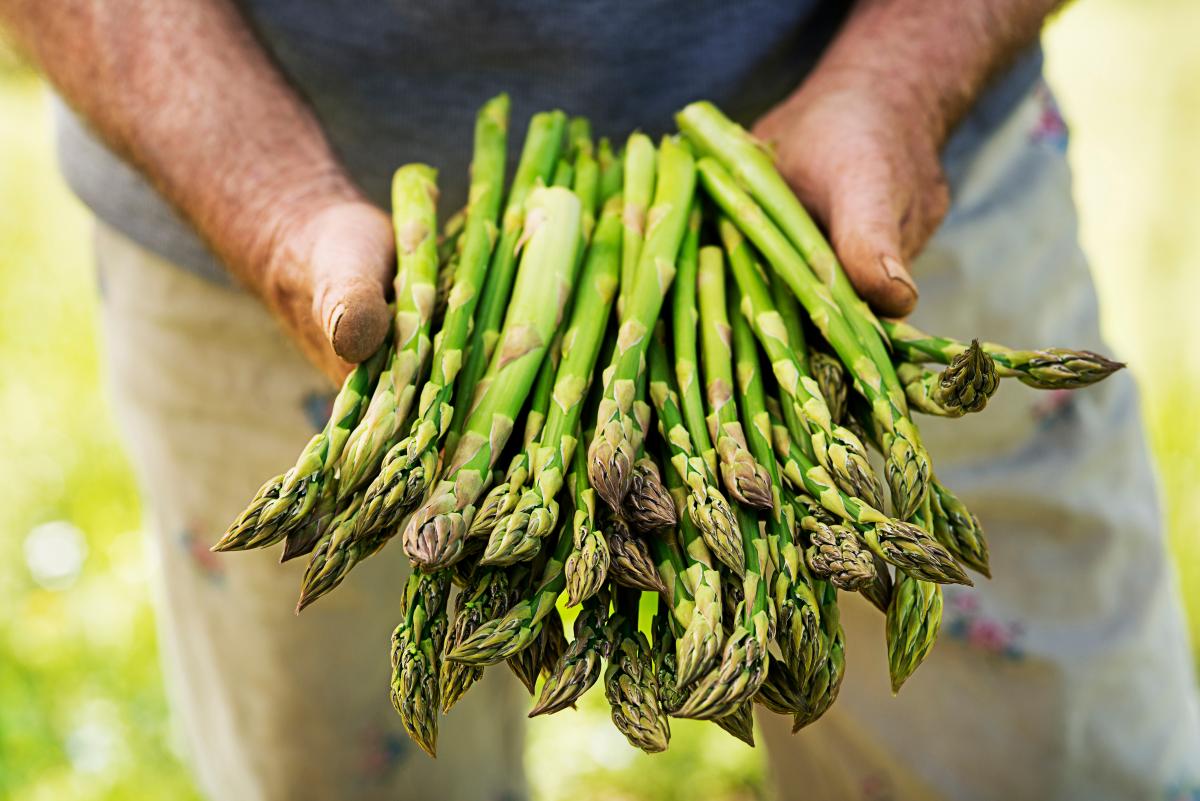 National Asparagus Festival 2025