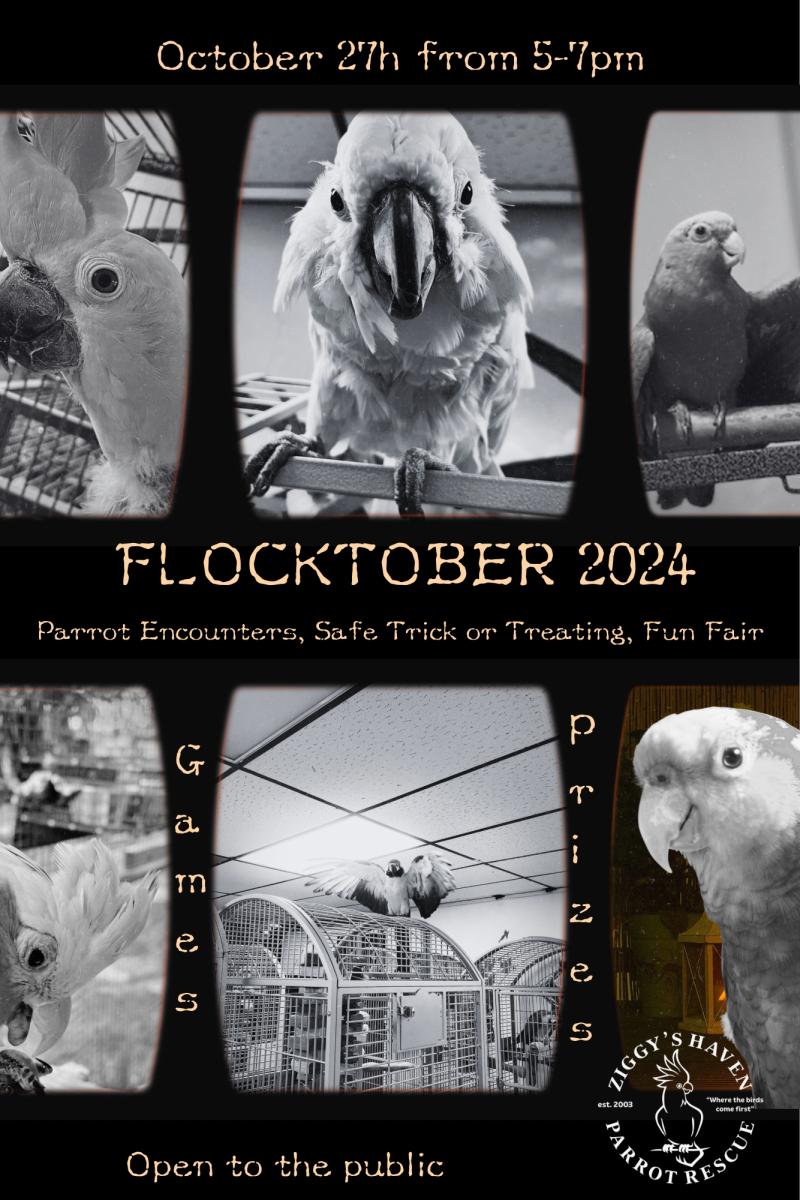 Flocktober 2024