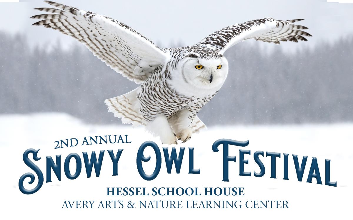 Snowy Owl Festival 2025 cover image