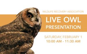 Live Owl Presentation - 10:00 AM cover picture