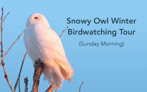 Snowy Owl & Winter Birding Tour (Sunday Morning) cover picture