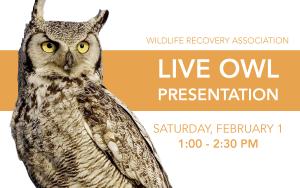 Live Owl Presentation - 1:00 PM cover picture