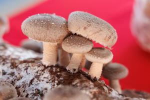 2025 Mushroom Festival Grant Application