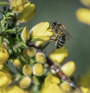 Drone Bee Sponsor