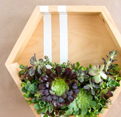 Succulent Wall Frame Workshop: January 3rd 2025