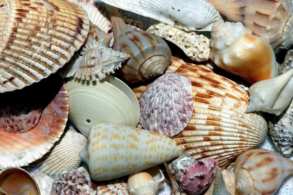 SHELL HUNTING