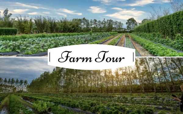 Holiday Guided Farm Tour