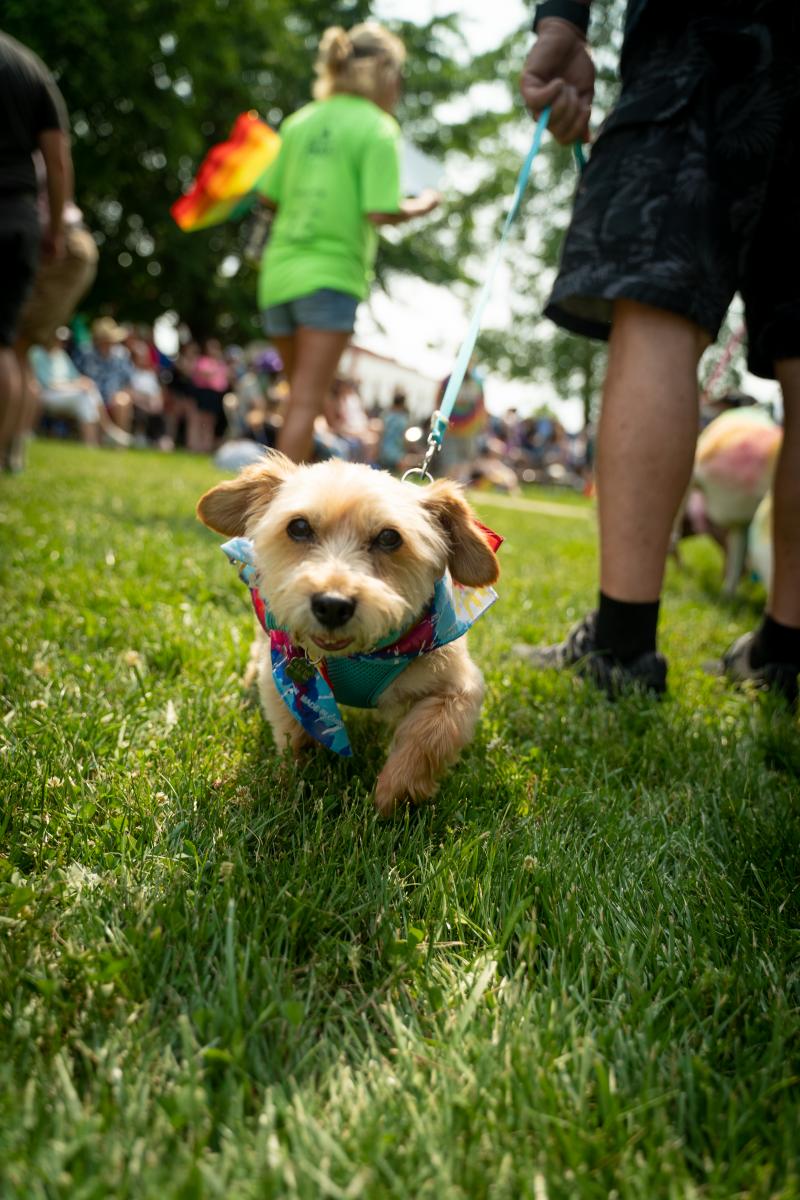 Spencer Pride is pet-friendly, with all venues allowing pets except for the Tivoli Theatre.  We also have a Pet Pride Parade!