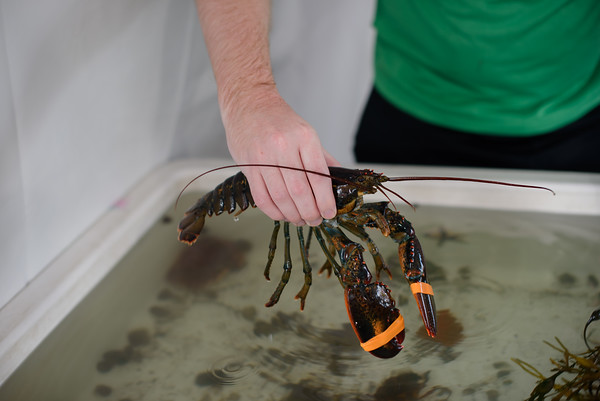 Marine Touch Tank