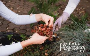 VaHi Fall Planting Volunteer Sign Up