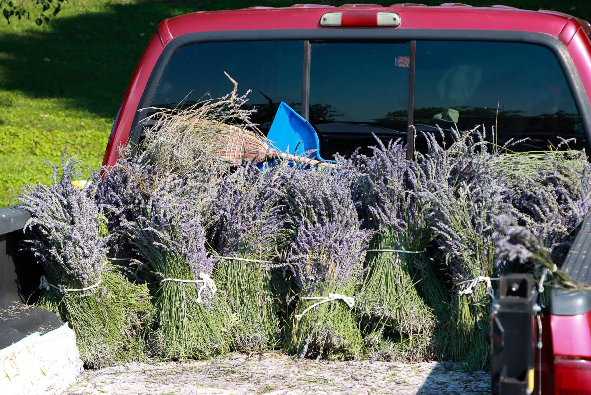 Jackson Square Lavender Festival 2025 Eventeny