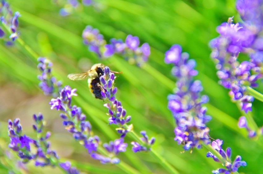 Tickets 12th Annual Colorado Lavender Festival Eventeny