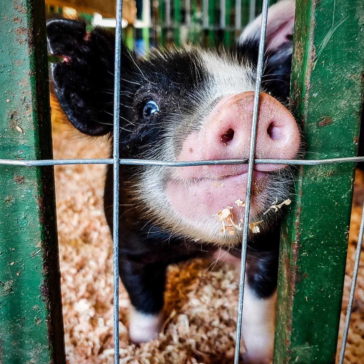 Clatsop County Fair Piglet