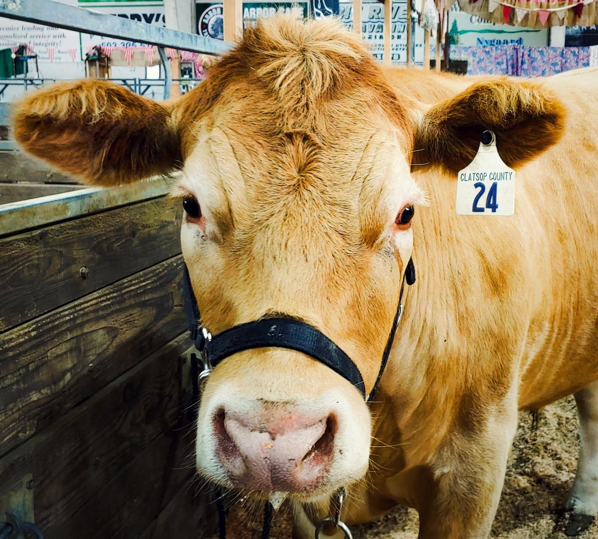 Clatsop County Fair Animal Exhibit - Cow