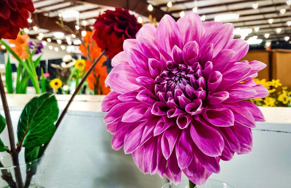 Clatsop County Fair Open Class - Flower