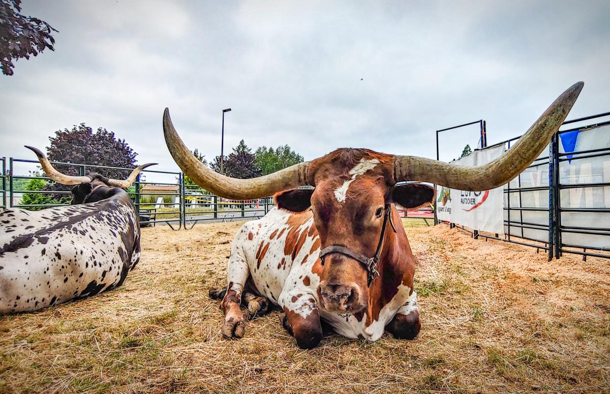 Clatsop County Fair Longhorn Exhibit