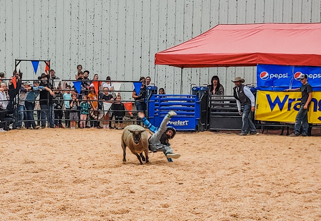 Clatsop County Fair Mutton Bustin'