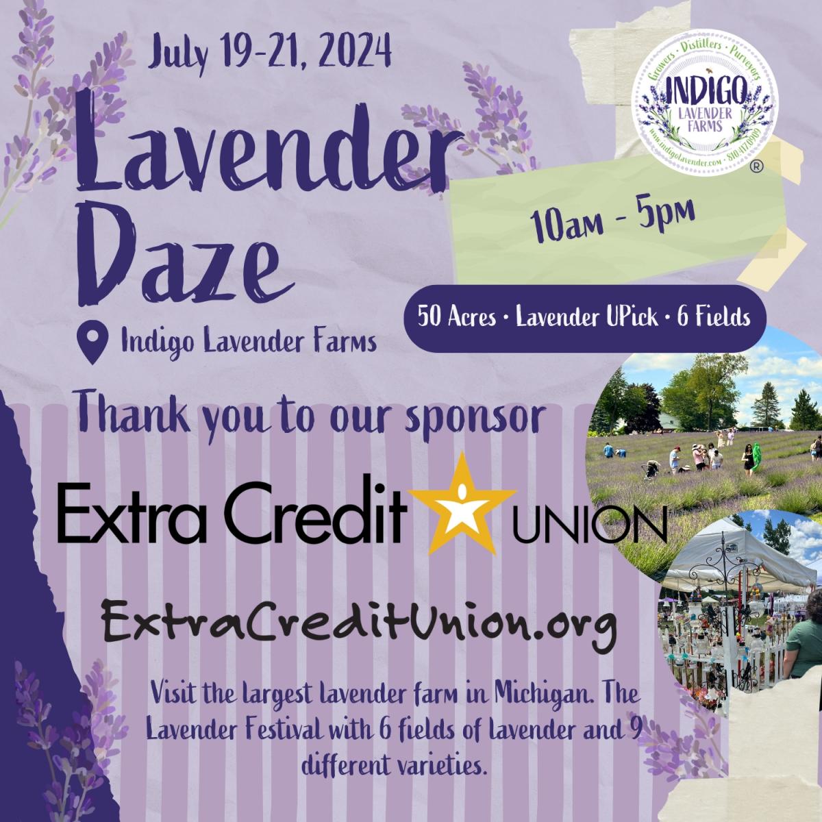 Lavender Daze cover image
