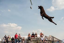 Extreme Vertical Dock Dog Competition