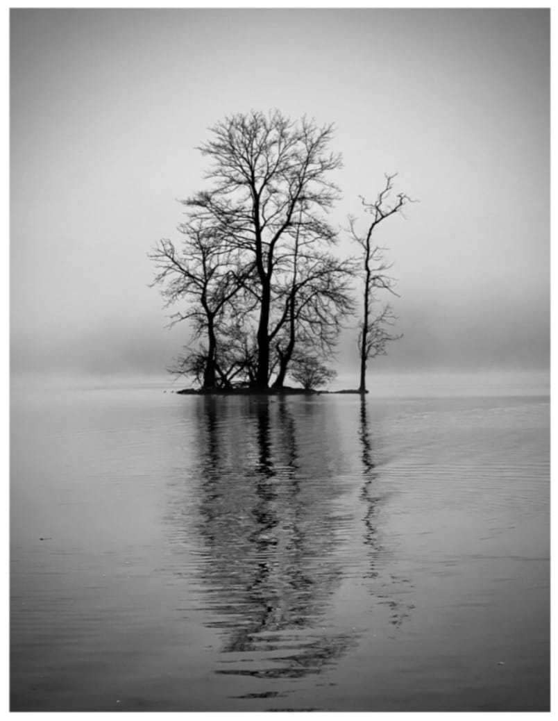 Black and white image of trees in water