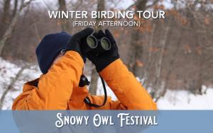 Snowy Owl & Winter Birding Tour (Feb 2) cover picture