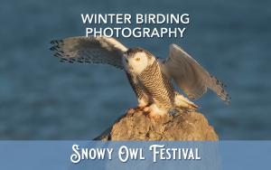 Winter Birding Photography (Feb 3) cover picture