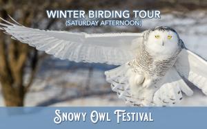 Snowy Owl & Winter Birding Tour (Feb 3-afternoon) cover picture