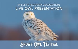 Live Owl Presentation by Wildlife Recovery Association (Feb 3) cover picture