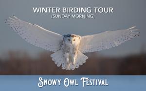 Snowy Owl & Winter Birding Tour (Feb 4-Morning) cover picture