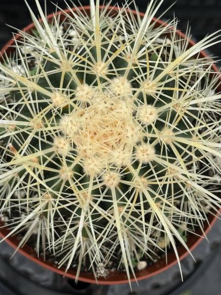 Echinocactus grusonii â€˜Golden Barrel Cactusâ€™ picture