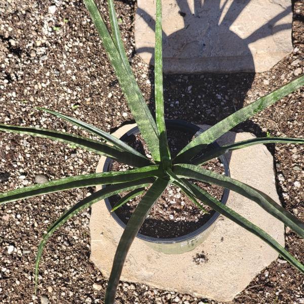 Sansevieria 'Fernwood' 'Mikado' picture