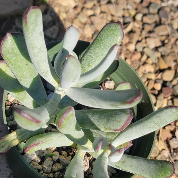 Cotyledon orbiculata â€˜Silver Peakâ€™