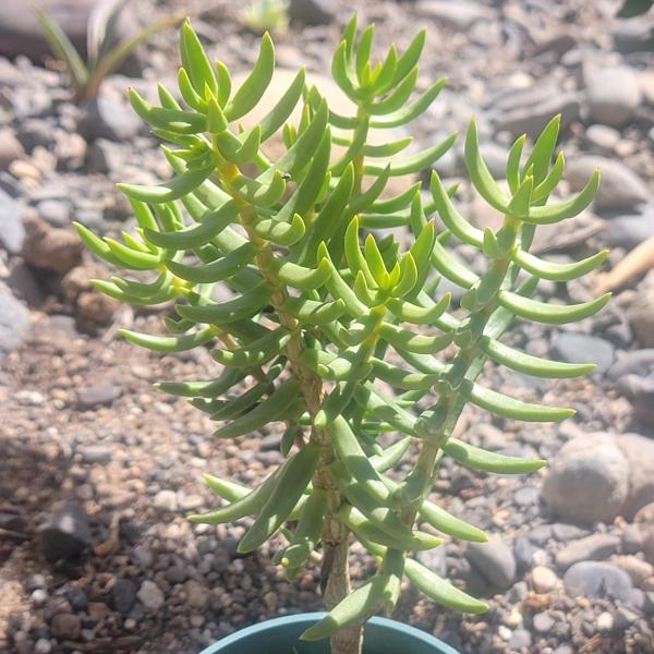 Crassula tetragona 'Miniature Pine Tree' picture