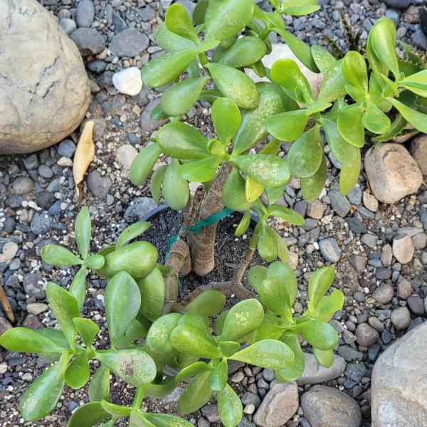 Crassula ovata 'Jade Plant' picture