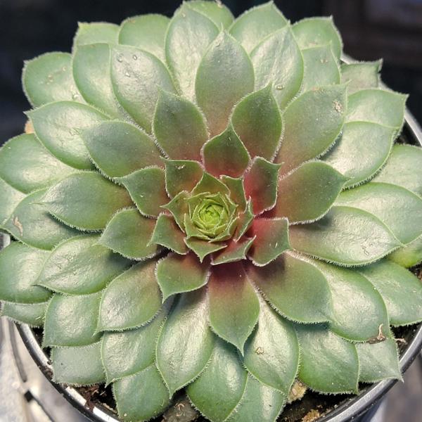 Sempervivum 'Kalinda' picture