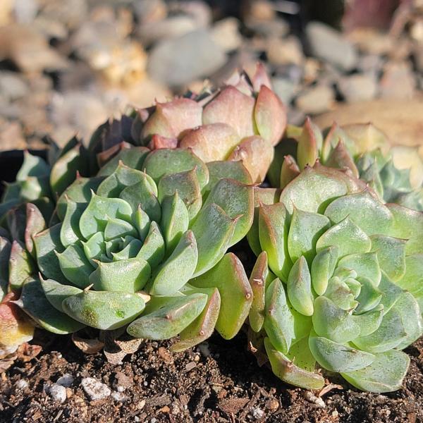 Echeveria 'Charles Rose' Cluster picture